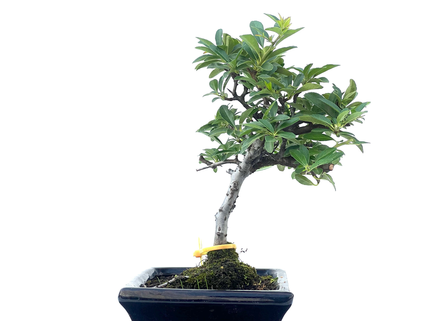 Pyracantha Angustifolia 2471