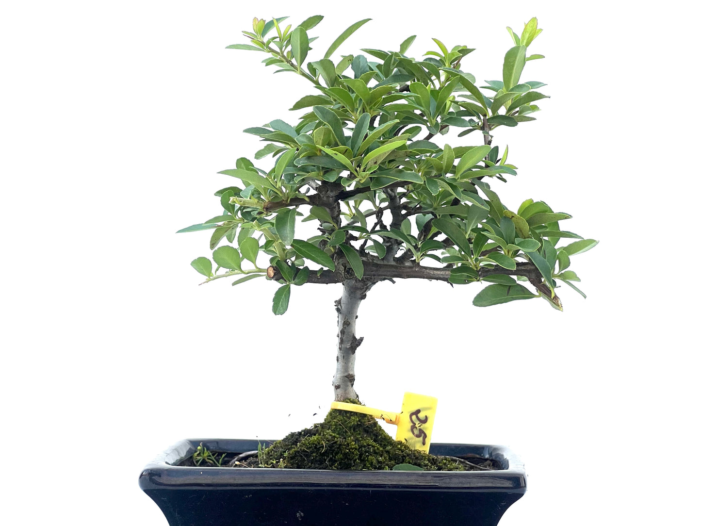 Pyracantha Angustifolia 2471