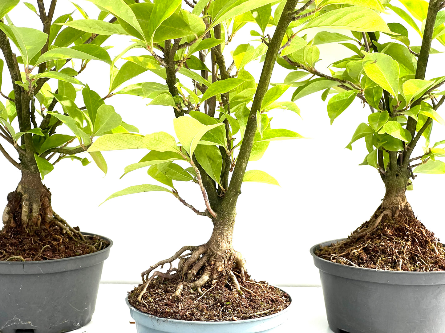 Magnolio 15 cm (aleatorio)