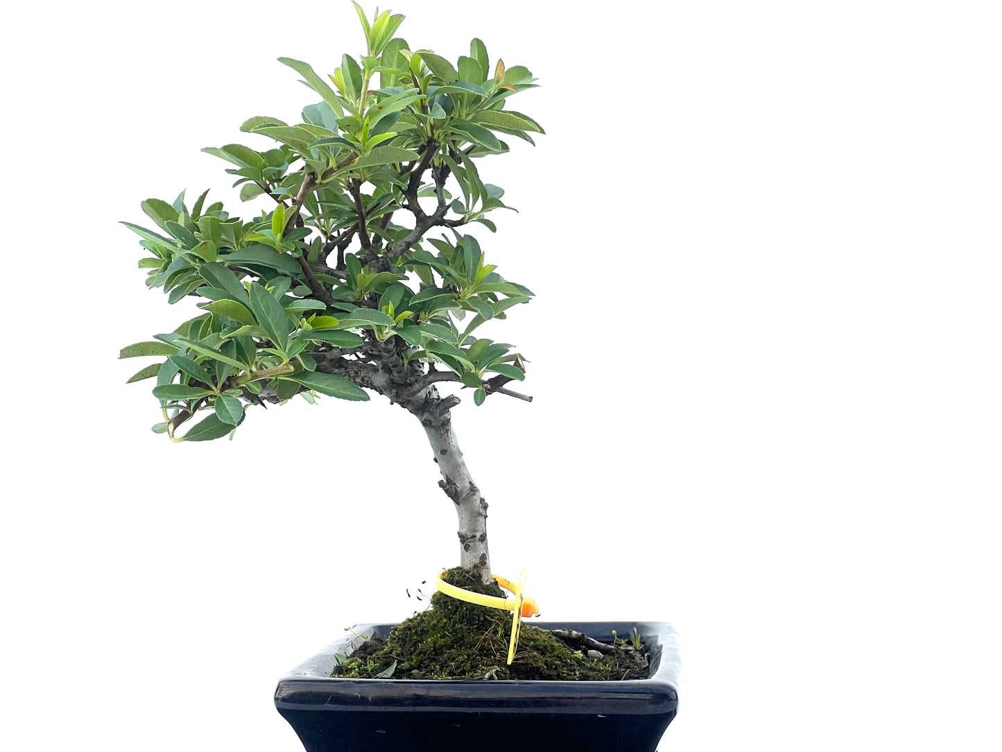 Pyracantha Angustifolia 2471