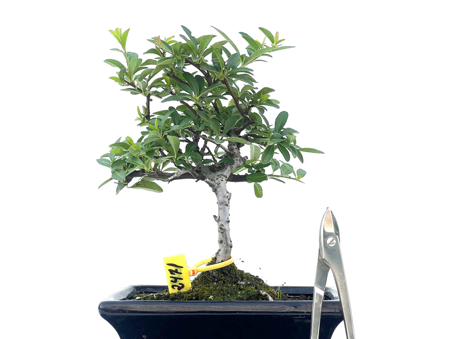 Pyracantha Angustifolia 2471