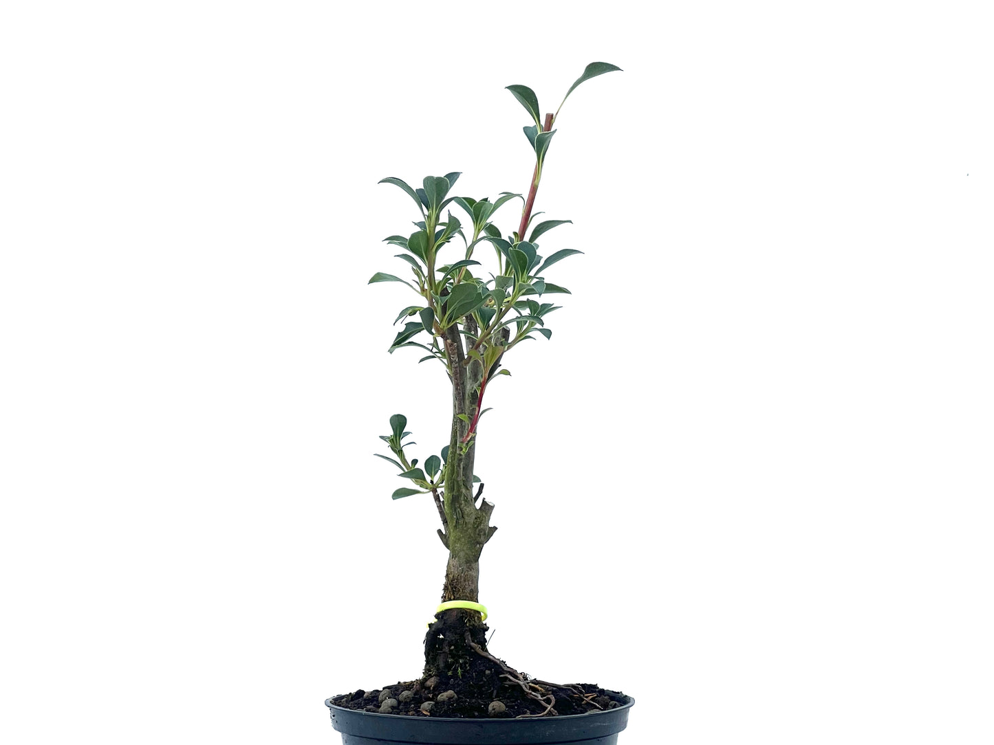 Enkianthus Campanulatus 2491