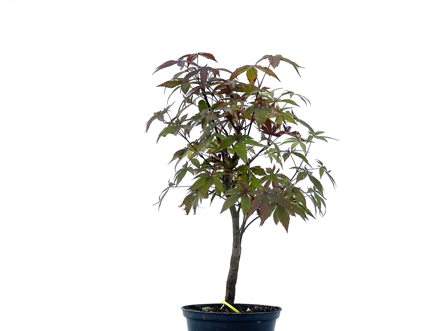 Arce Palmatum Atropurpureum 2472