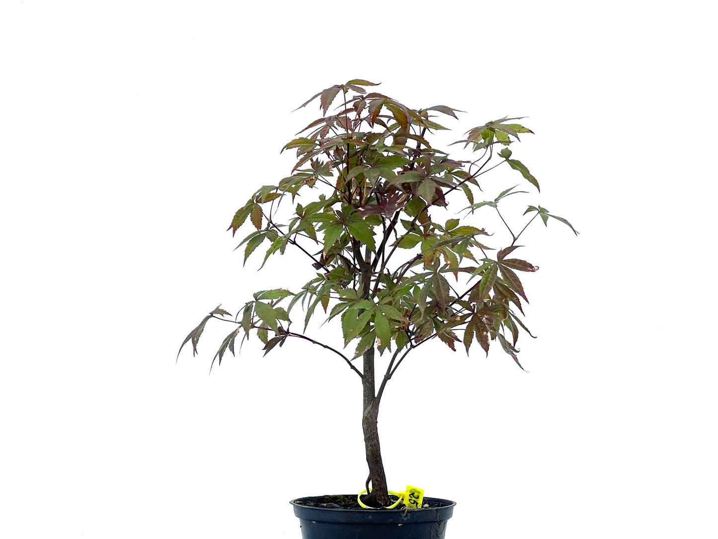 Arce Palmatum Atropurpureum 2472