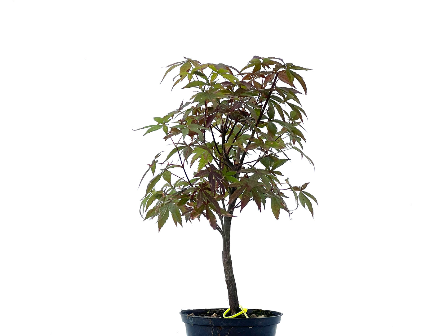 Arce Palmatum Atropurpureum 2472
