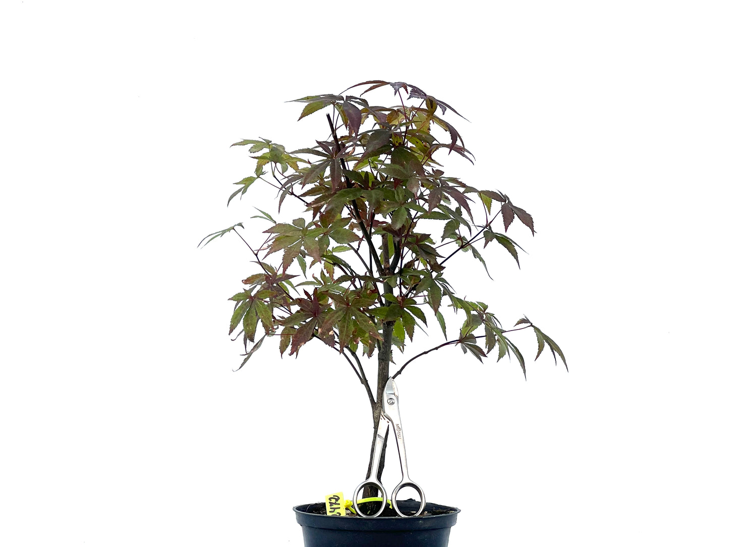 Arce Palmatum Atropurpureum 2472