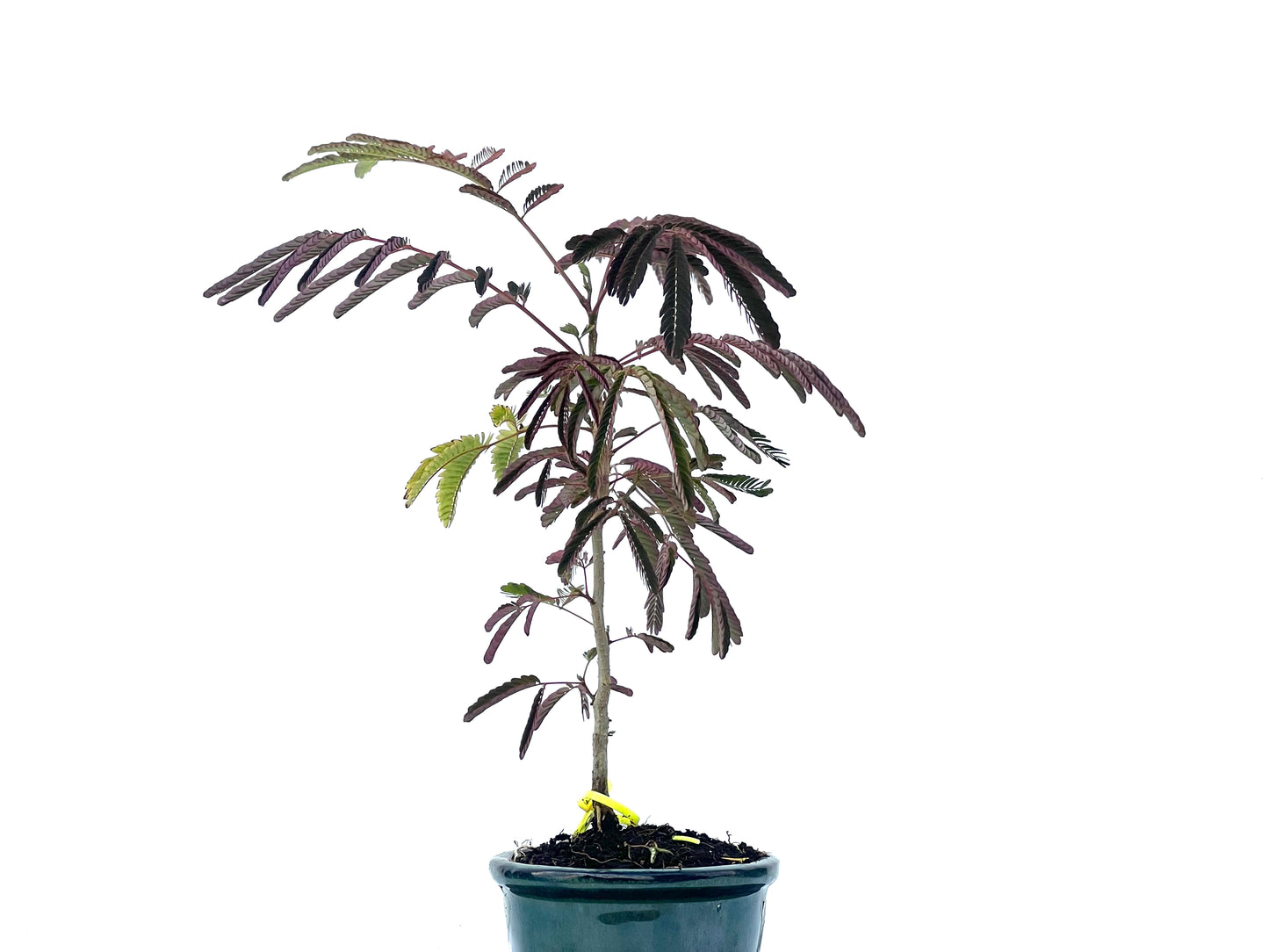 Acacia 2461