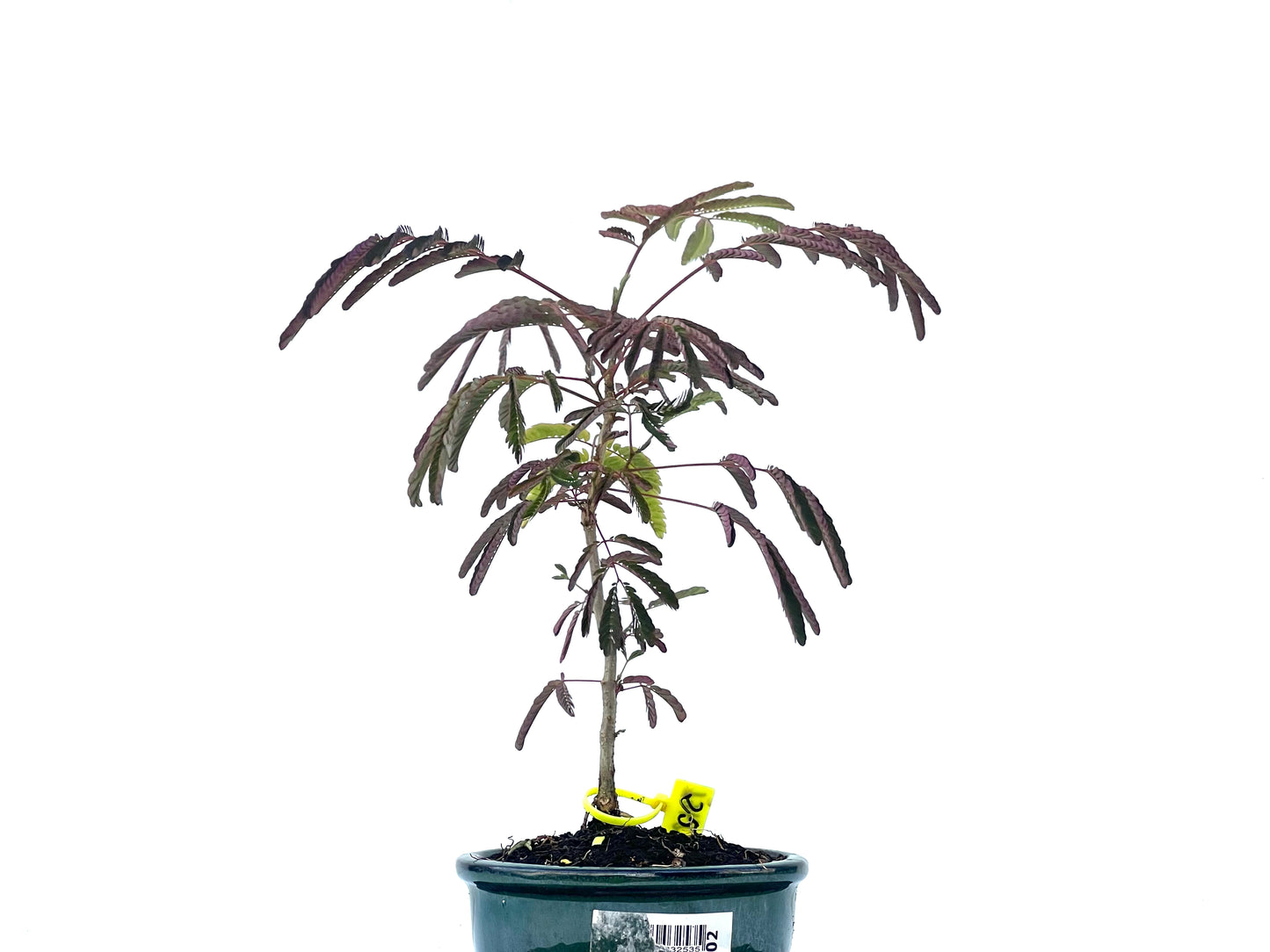 Acacia 2461
