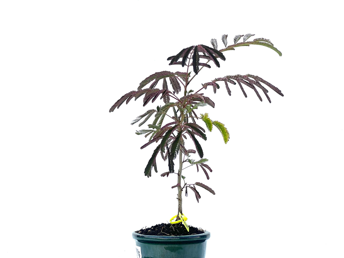 Acacia 2461