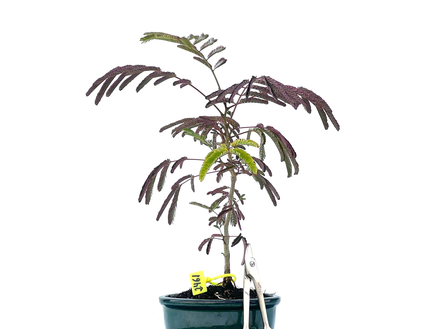 Acacia 2461