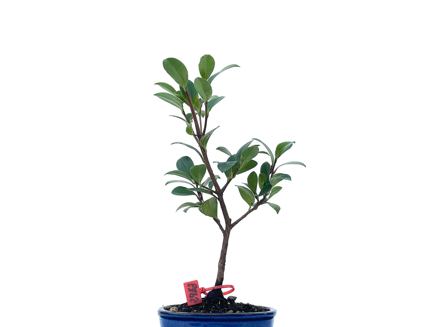 Camelia Sasanqua 2463