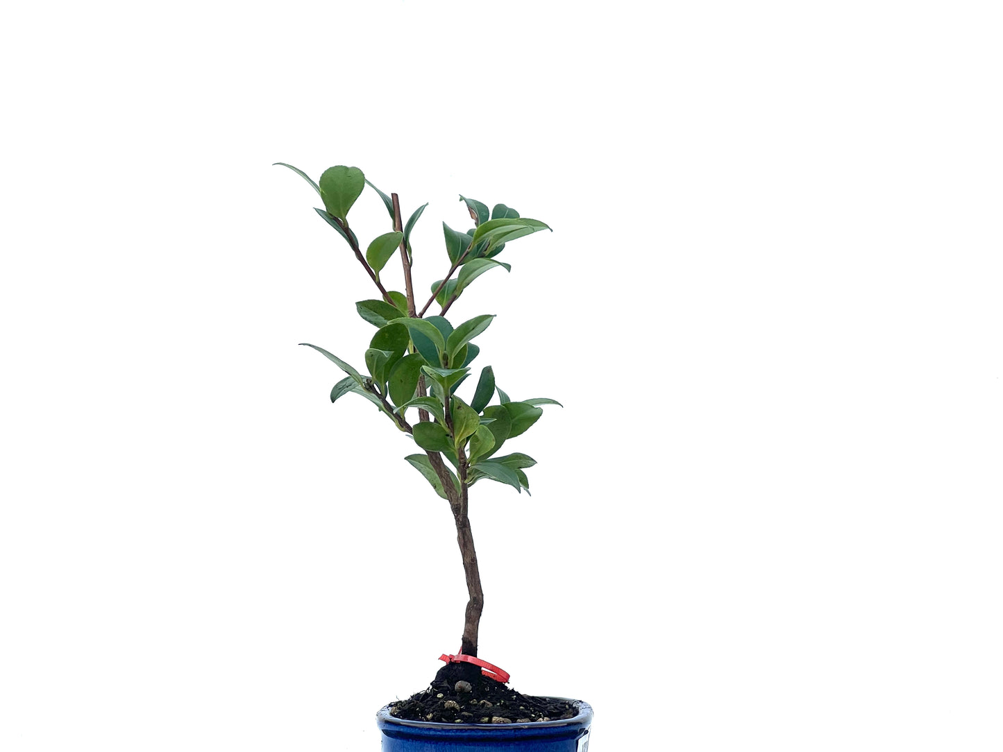 Camelia Sasanqua 2463