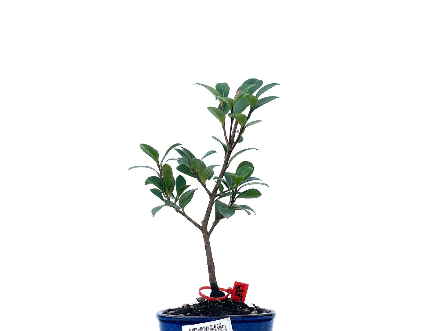 Camelia Sasanqua 2463