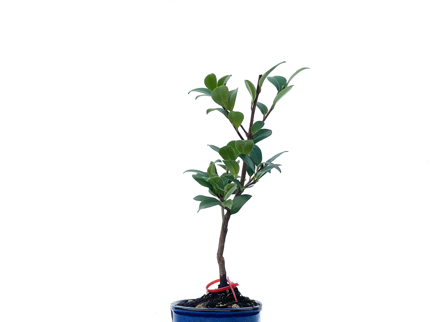 Camelia Sasanqua 2463