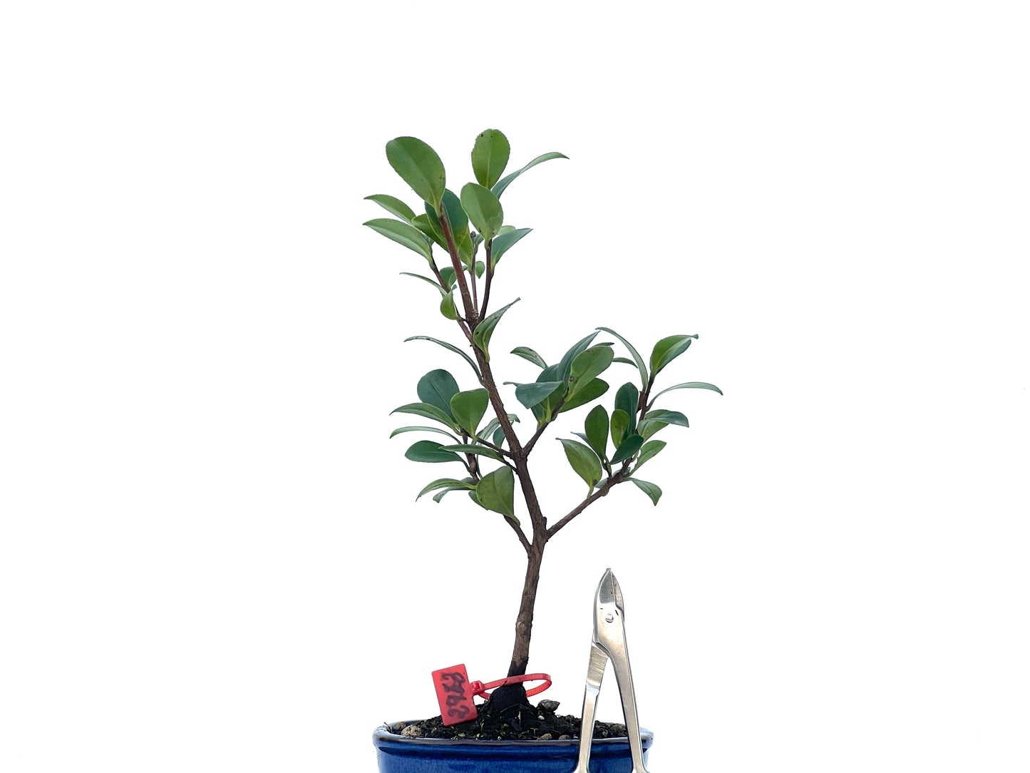 Camelia Sasanqua 2463