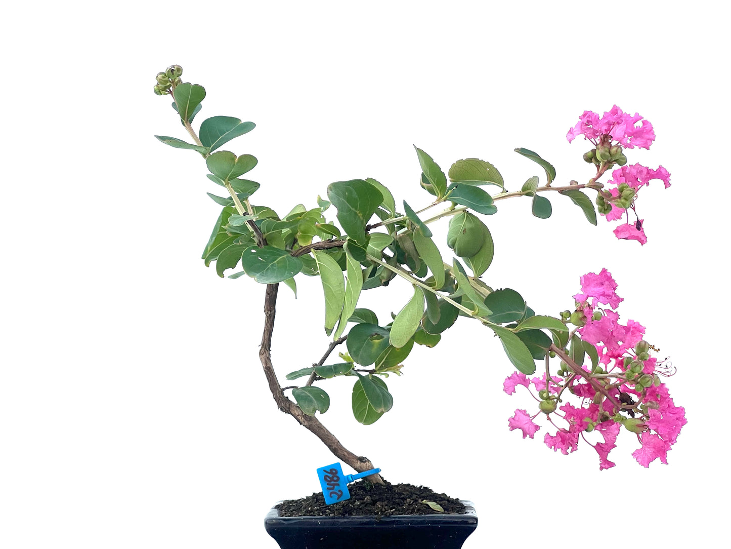 Lagerstroemia Indica 2486