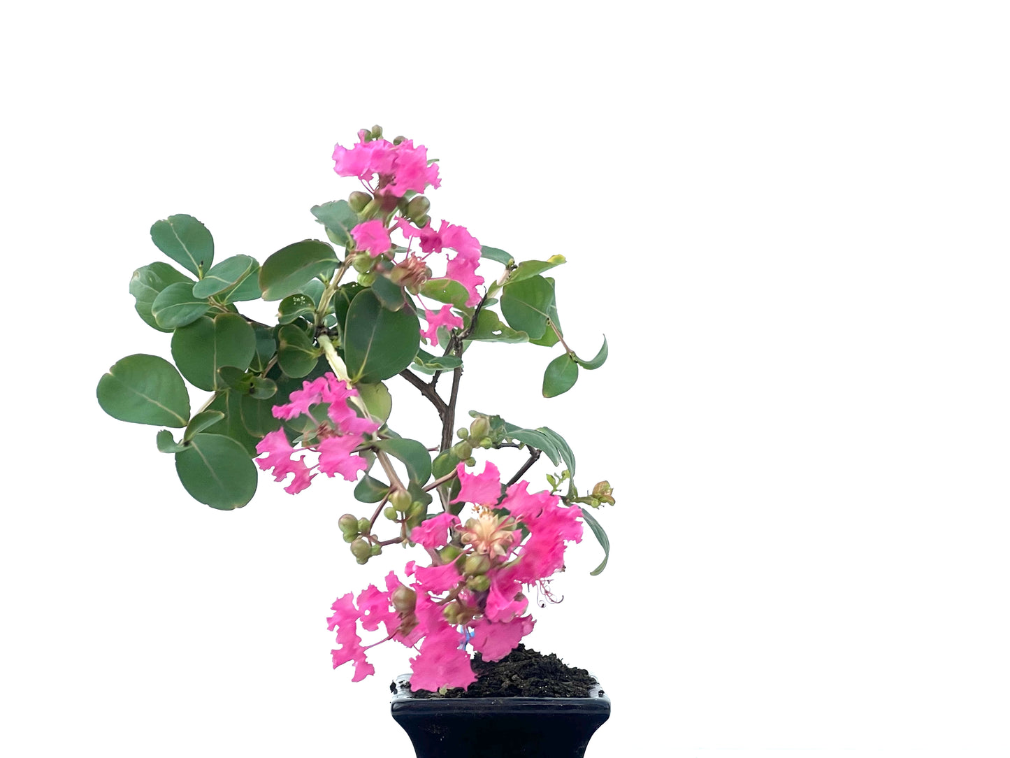 Lagerstroemia Indica 2486