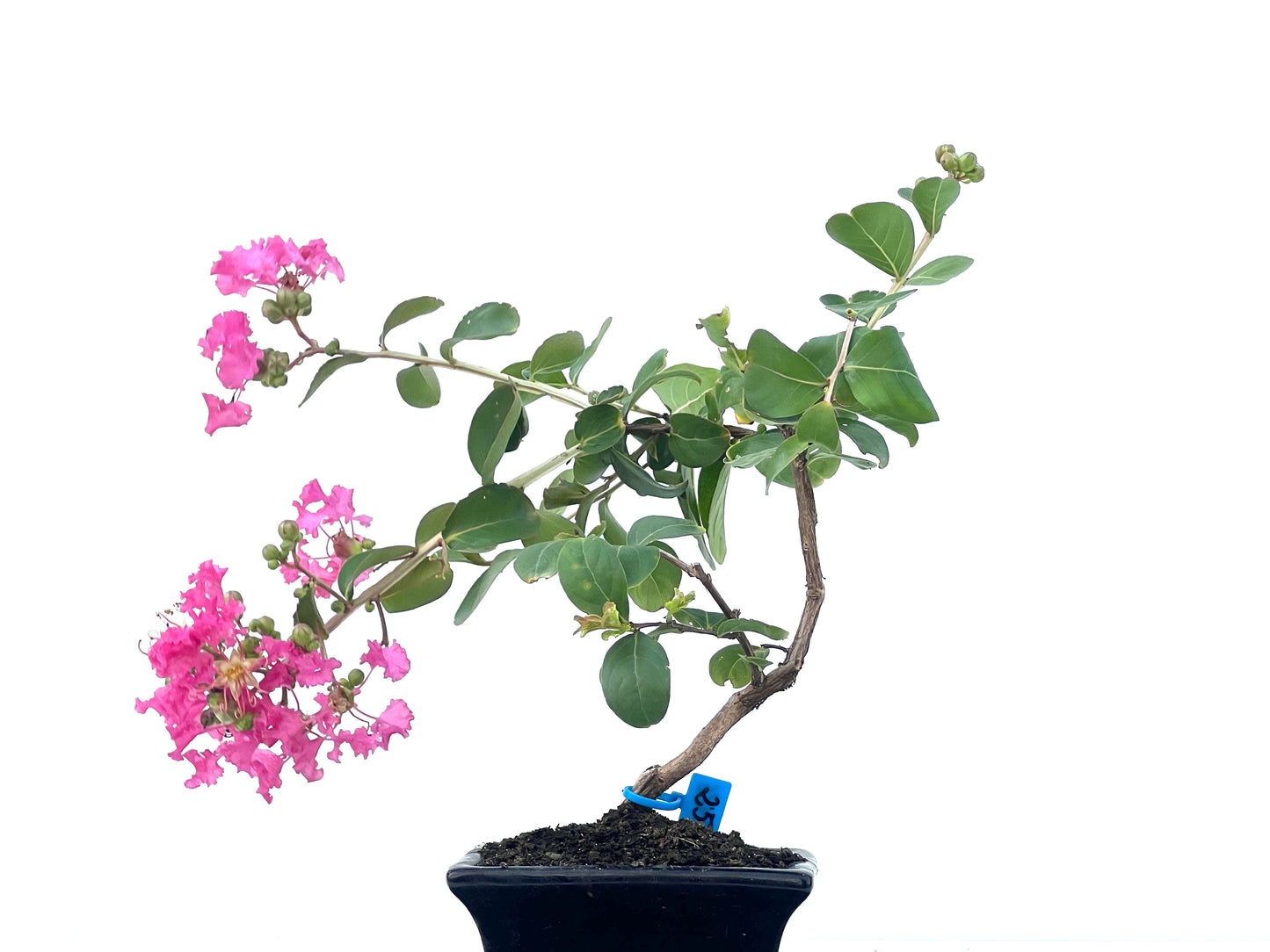 Lagerstroemia Indica 2486
