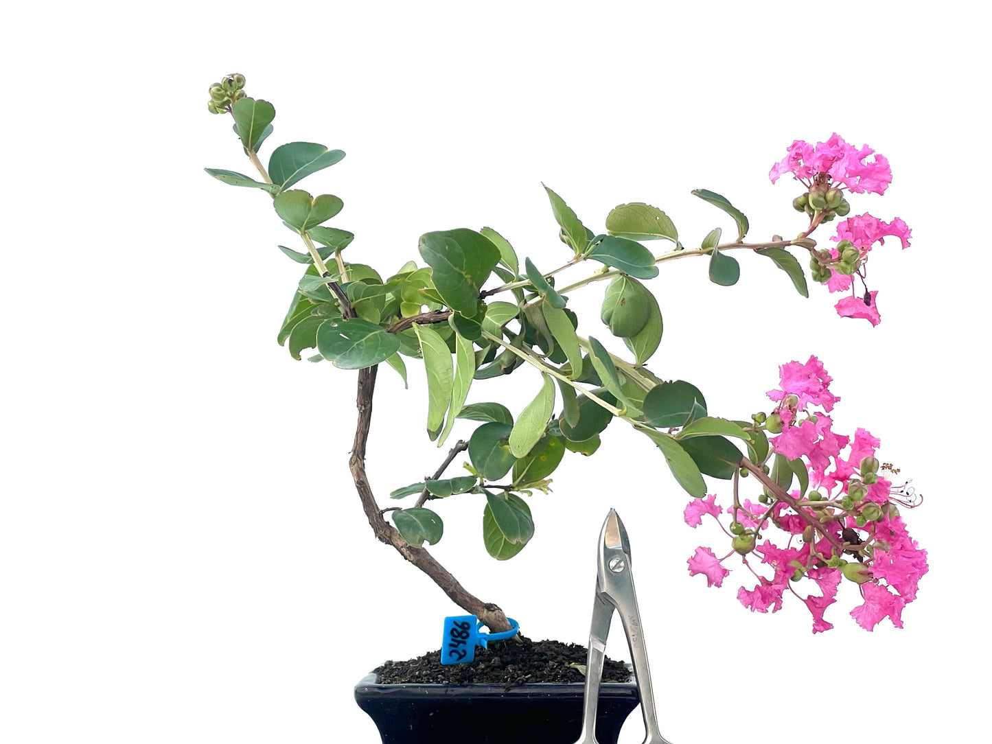 Lagerstroemia Indica 2486