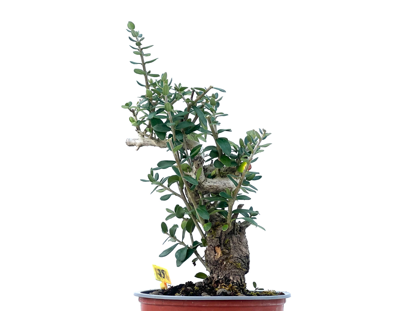 Olea Europaea Sylvestris 2473