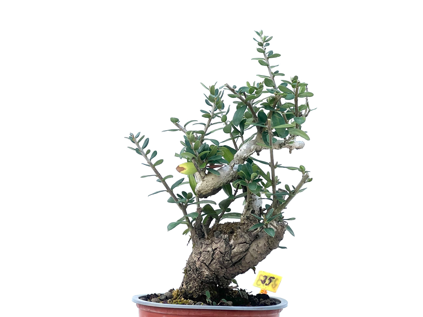 Olea Europaea Sylvestris 2473