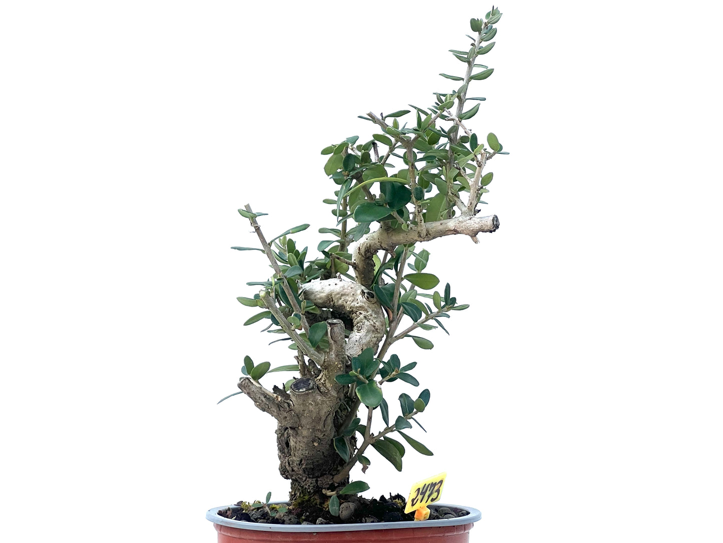 Olea Europaea Sylvestris 2473