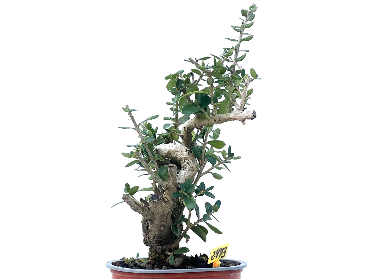 Olea Europaea Sylvestris 2473