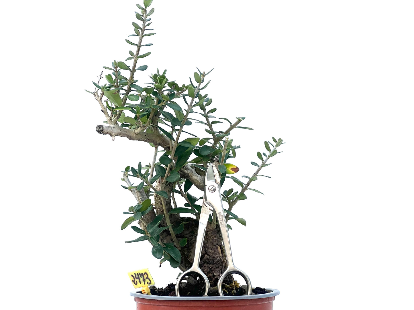 Olea Europaea Sylvestris 2473