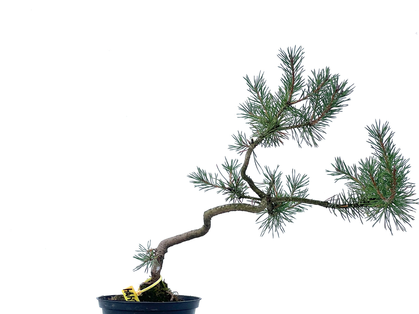 Pinus Sylvestris 2474