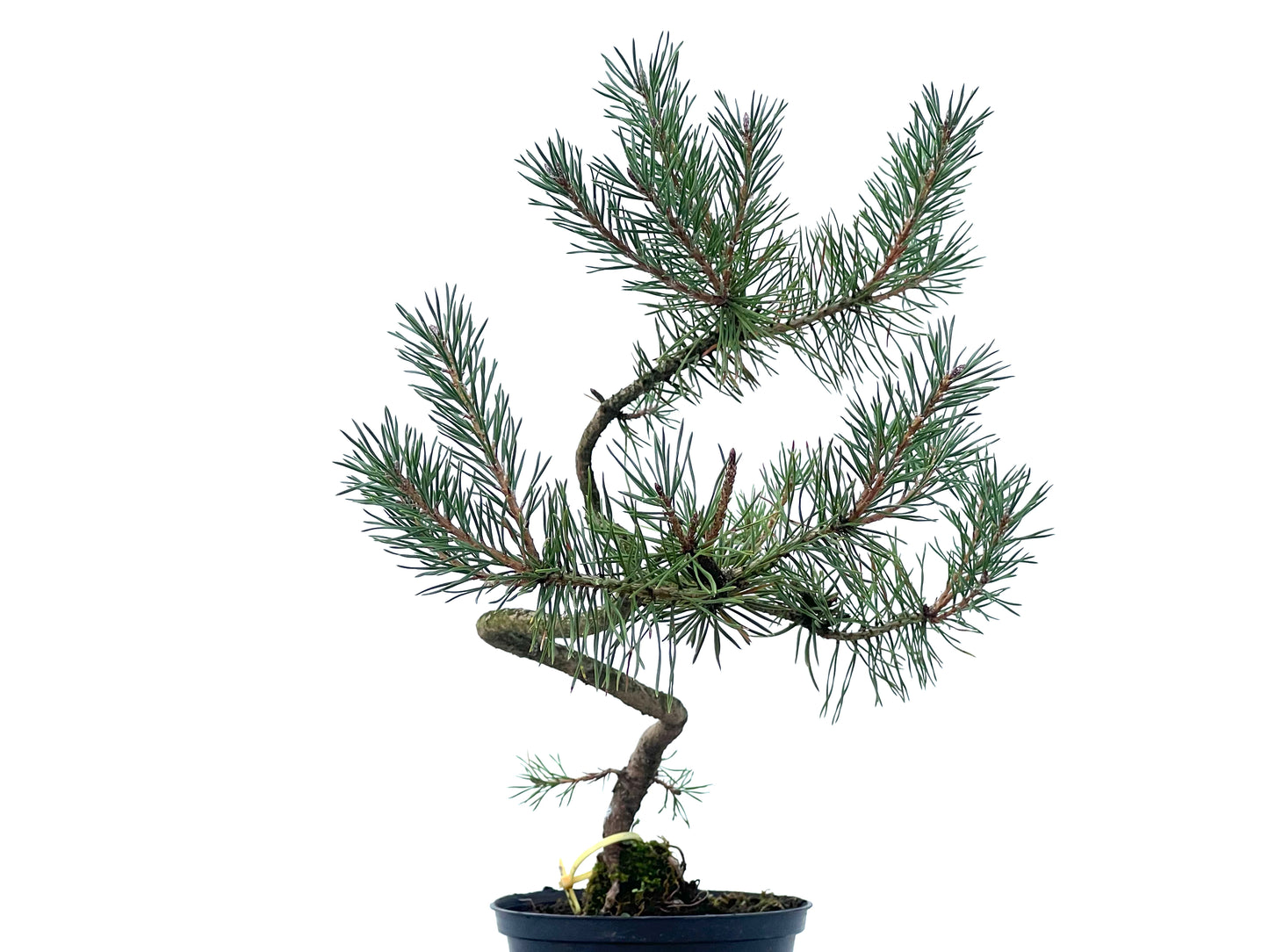 Pinus Sylvestris 2474