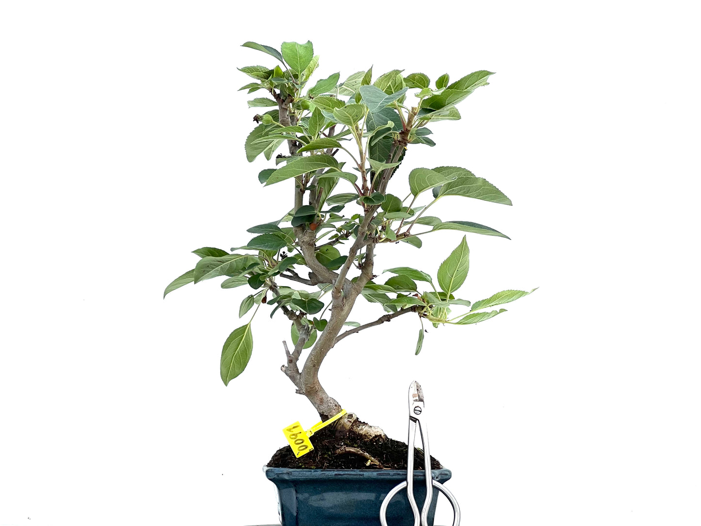 Malus Everest 0091
