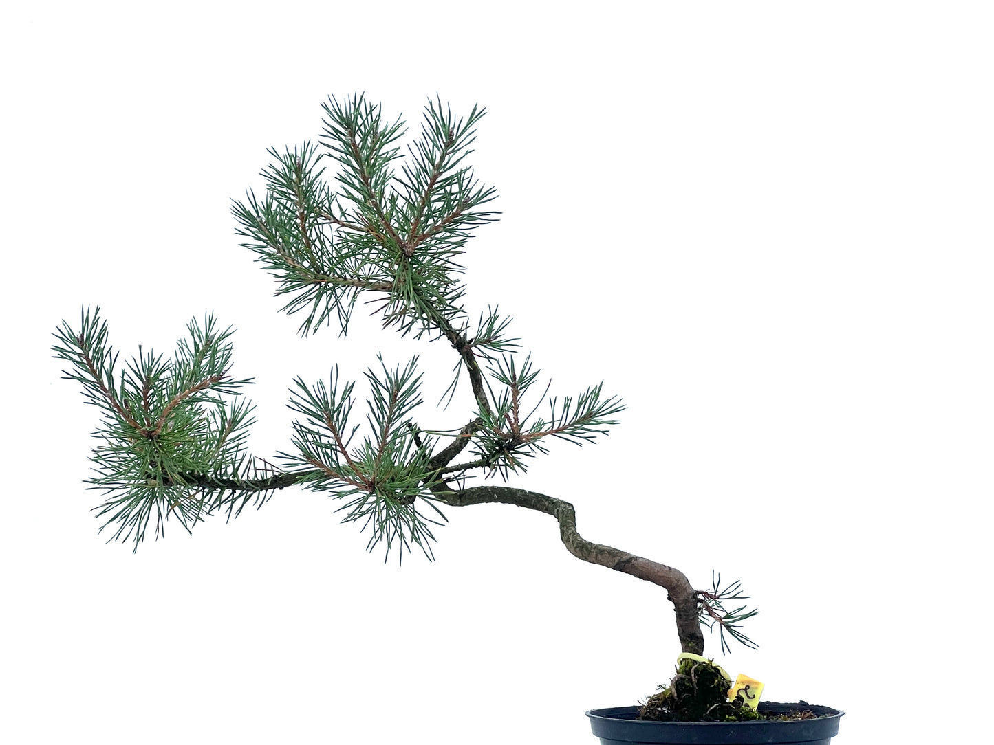Pinus Sylvestris 2474