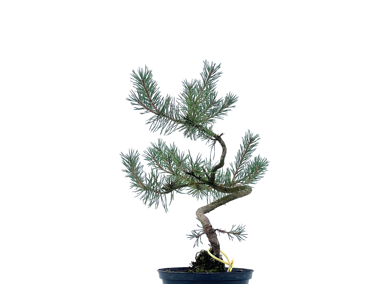 Pinus Sylvestris 2474
