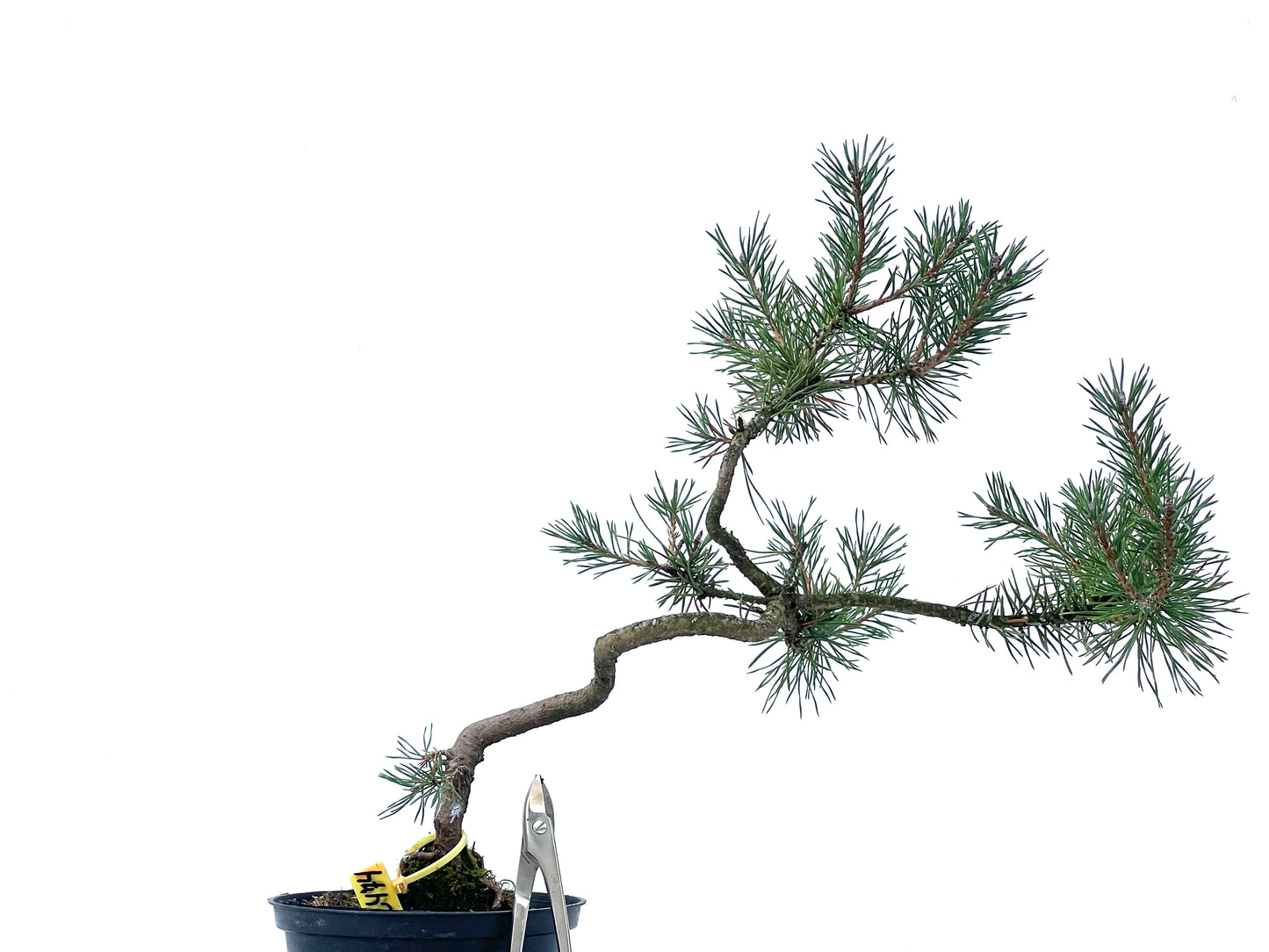Pinus Sylvestris 2474