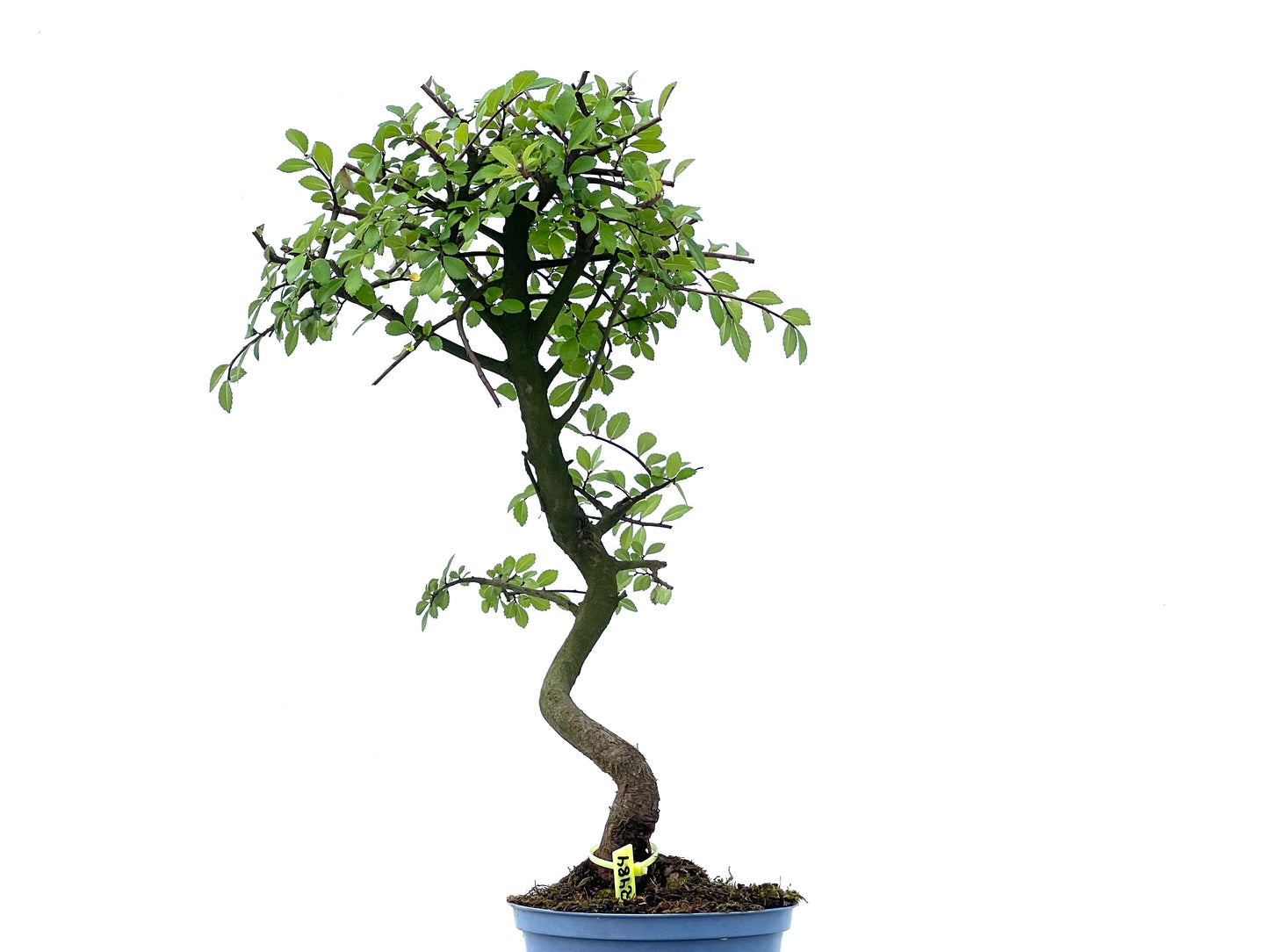 Ulmus Parvifolia 2484