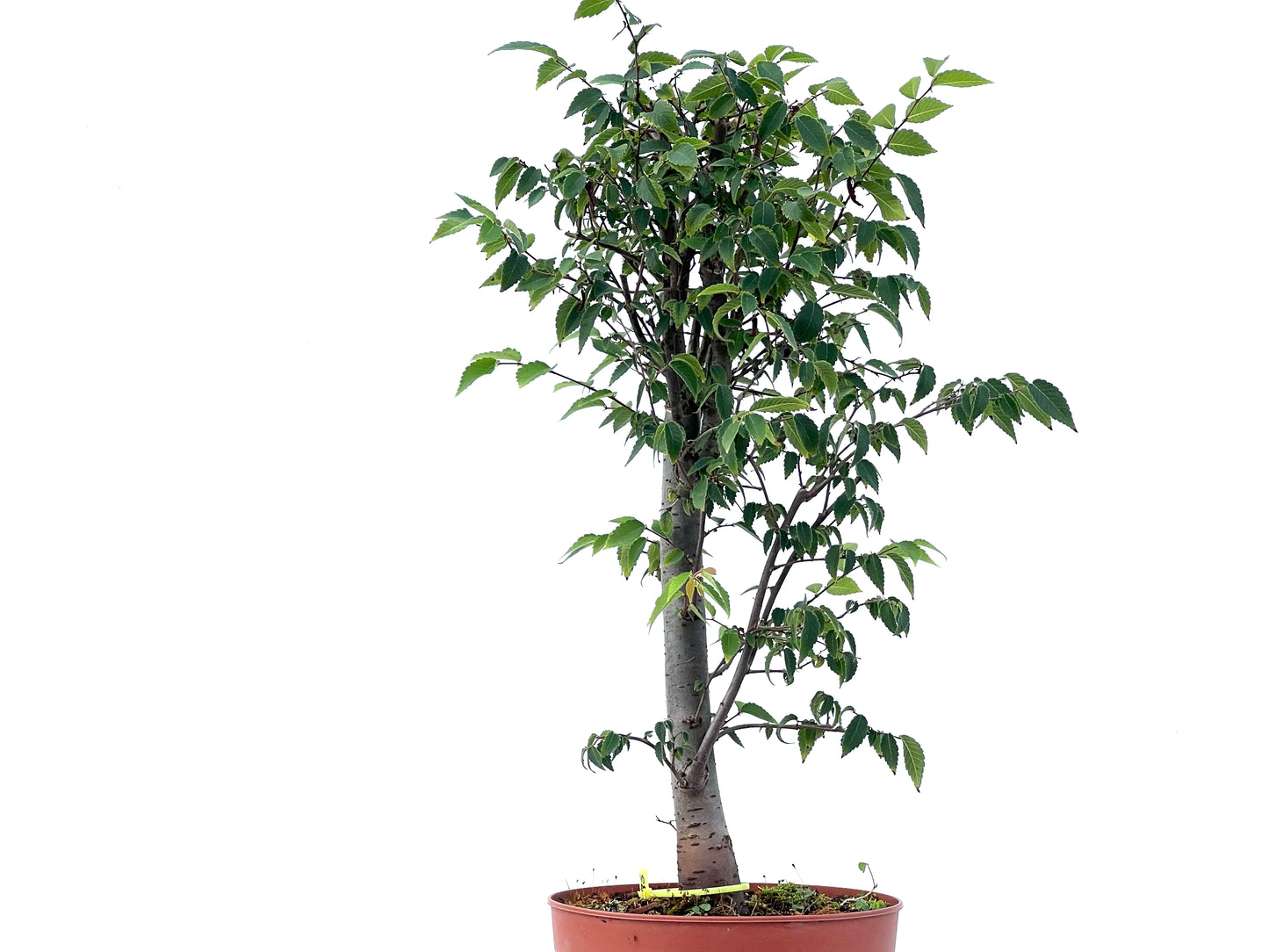 Zelkova Serrata 2485