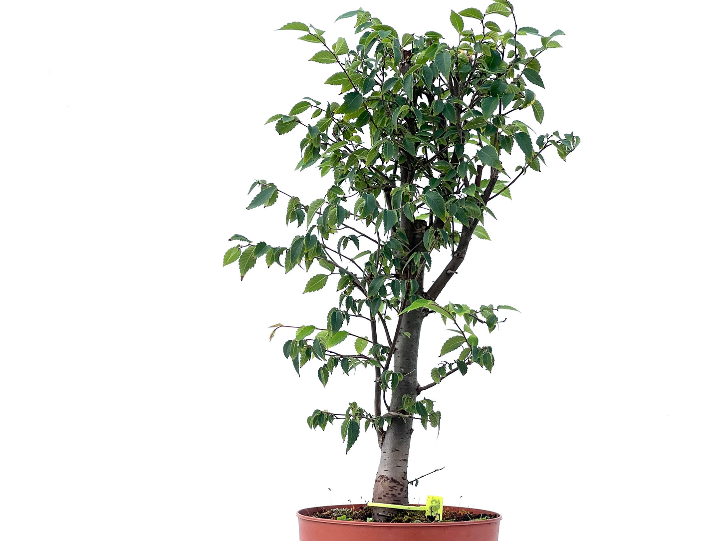 Zelkova Serrata 2485