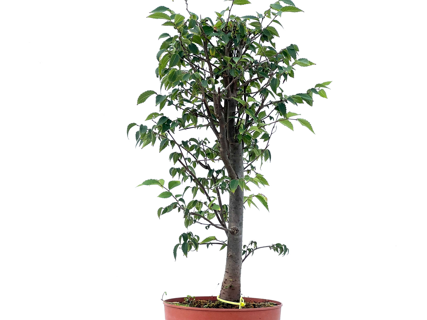 Zelkova Serrata 2485