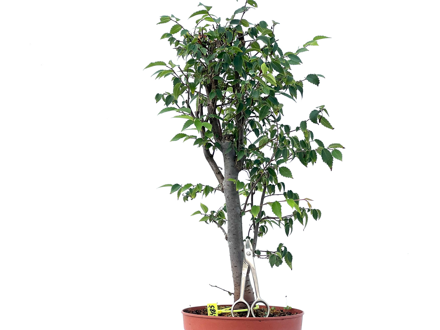 Zelkova Serrata 2485