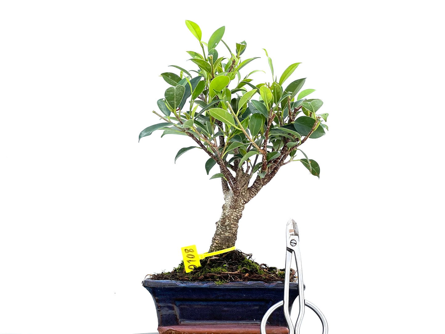 Ficus Tiger Bark 0108