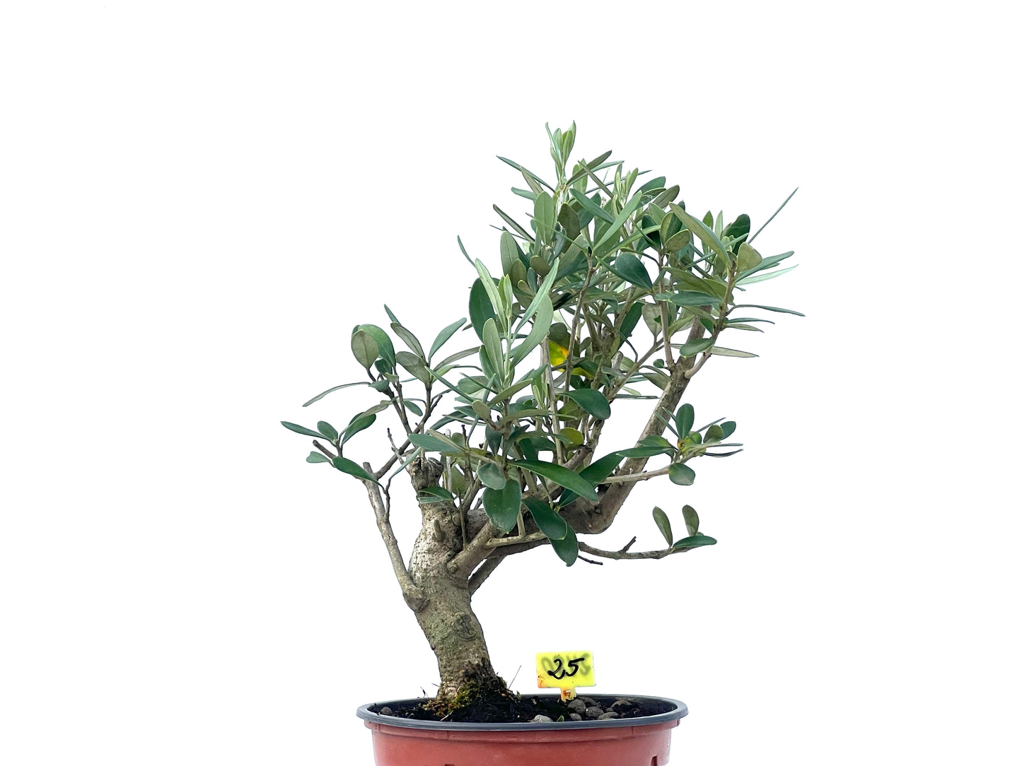 Olea Europaea 2480
