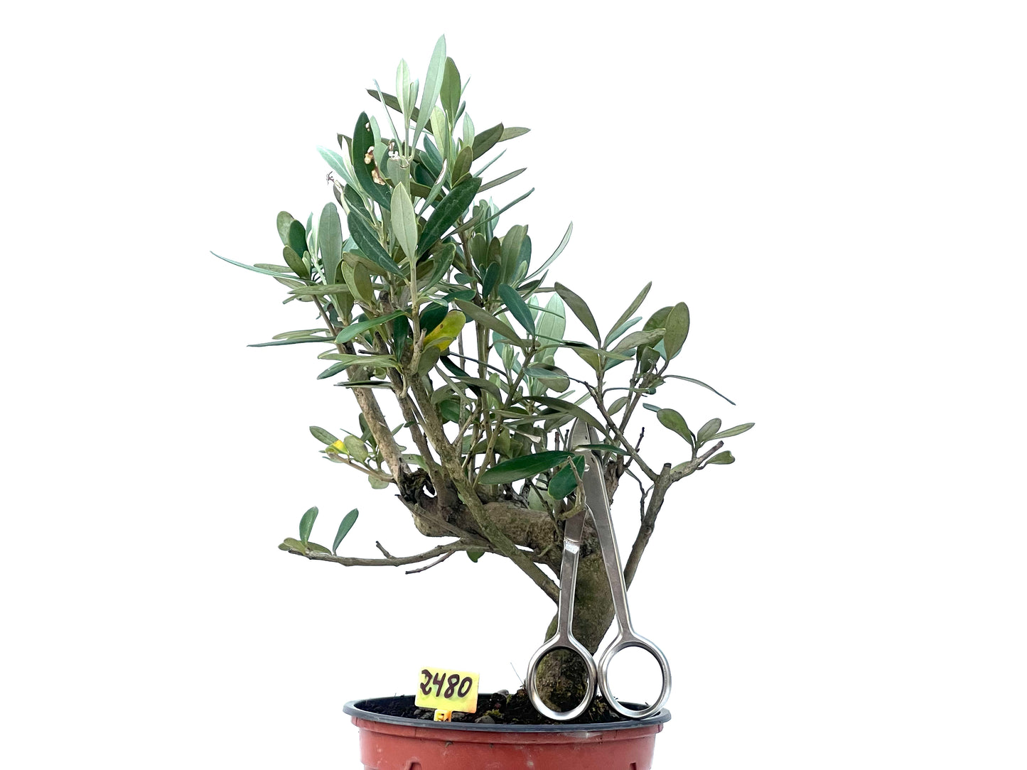Olea Europaea 2480