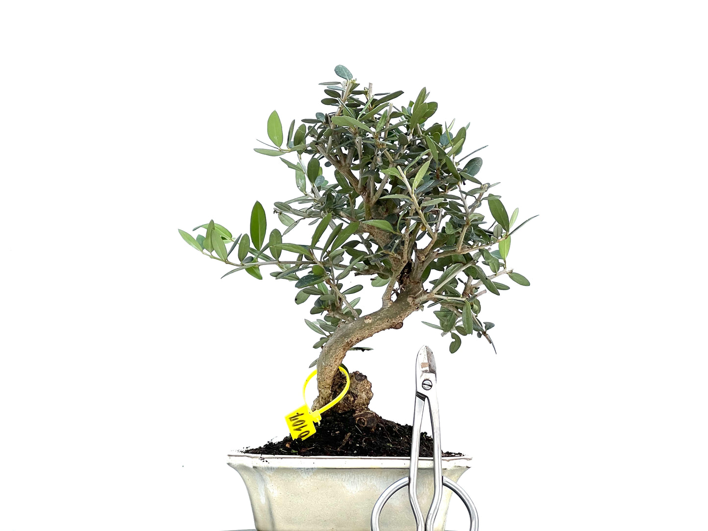 Olea Europaea Sylvestris 0107