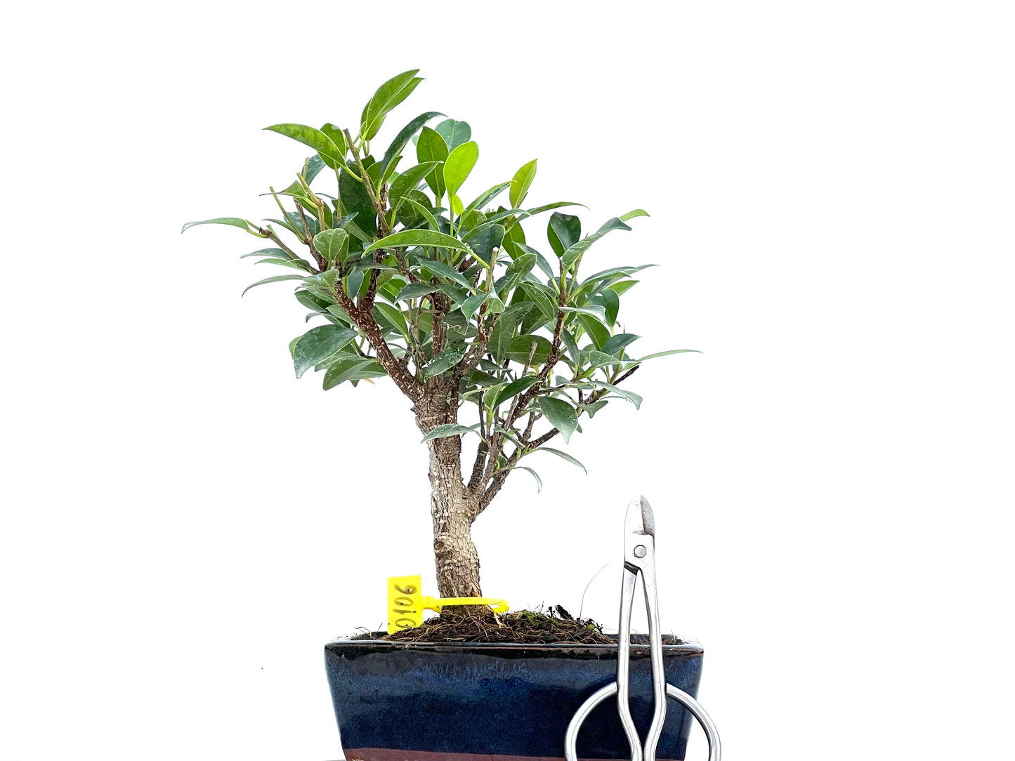 Ficus Tiger Bark 0106