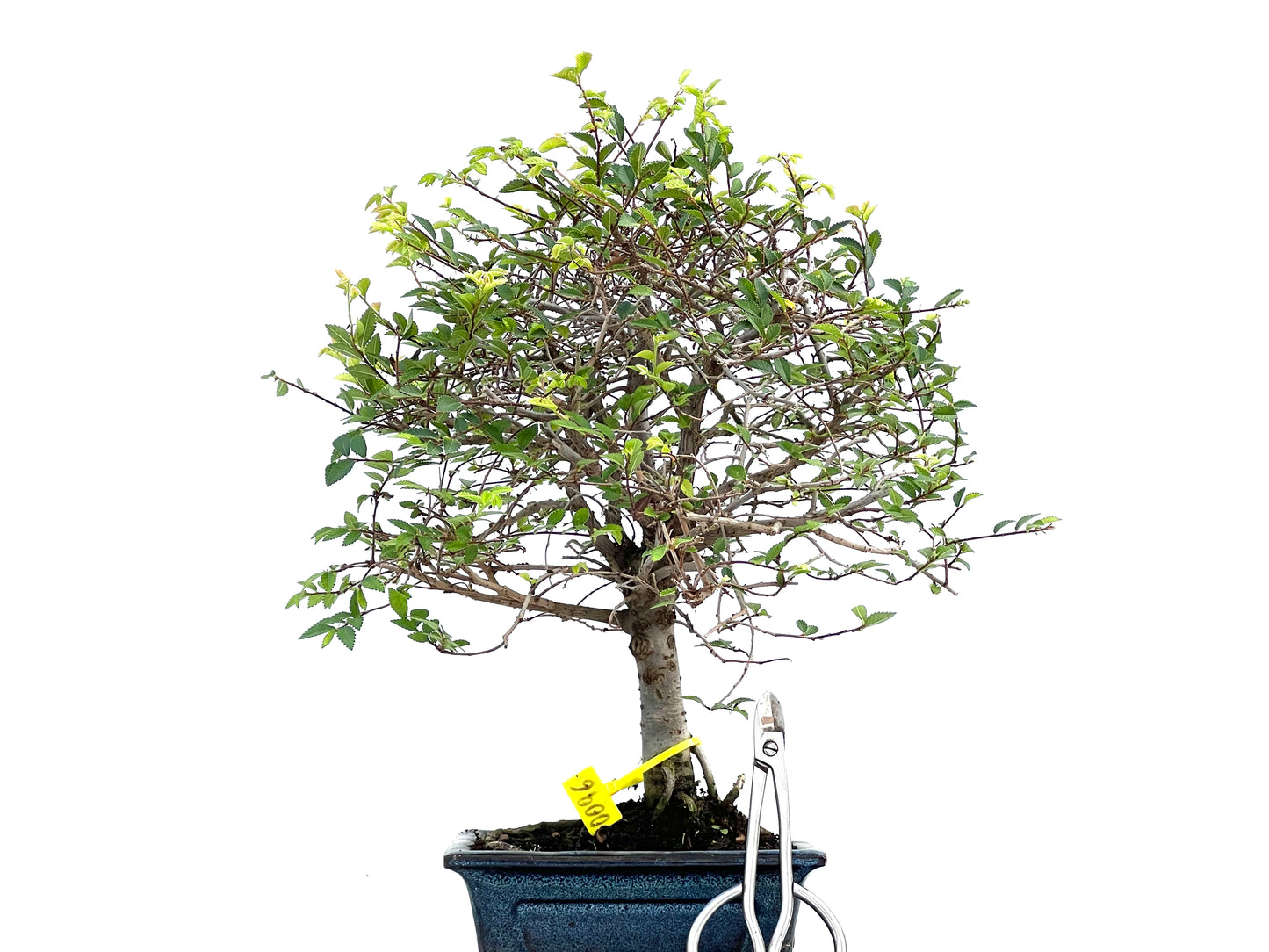Ulmus Parvifolia 0096