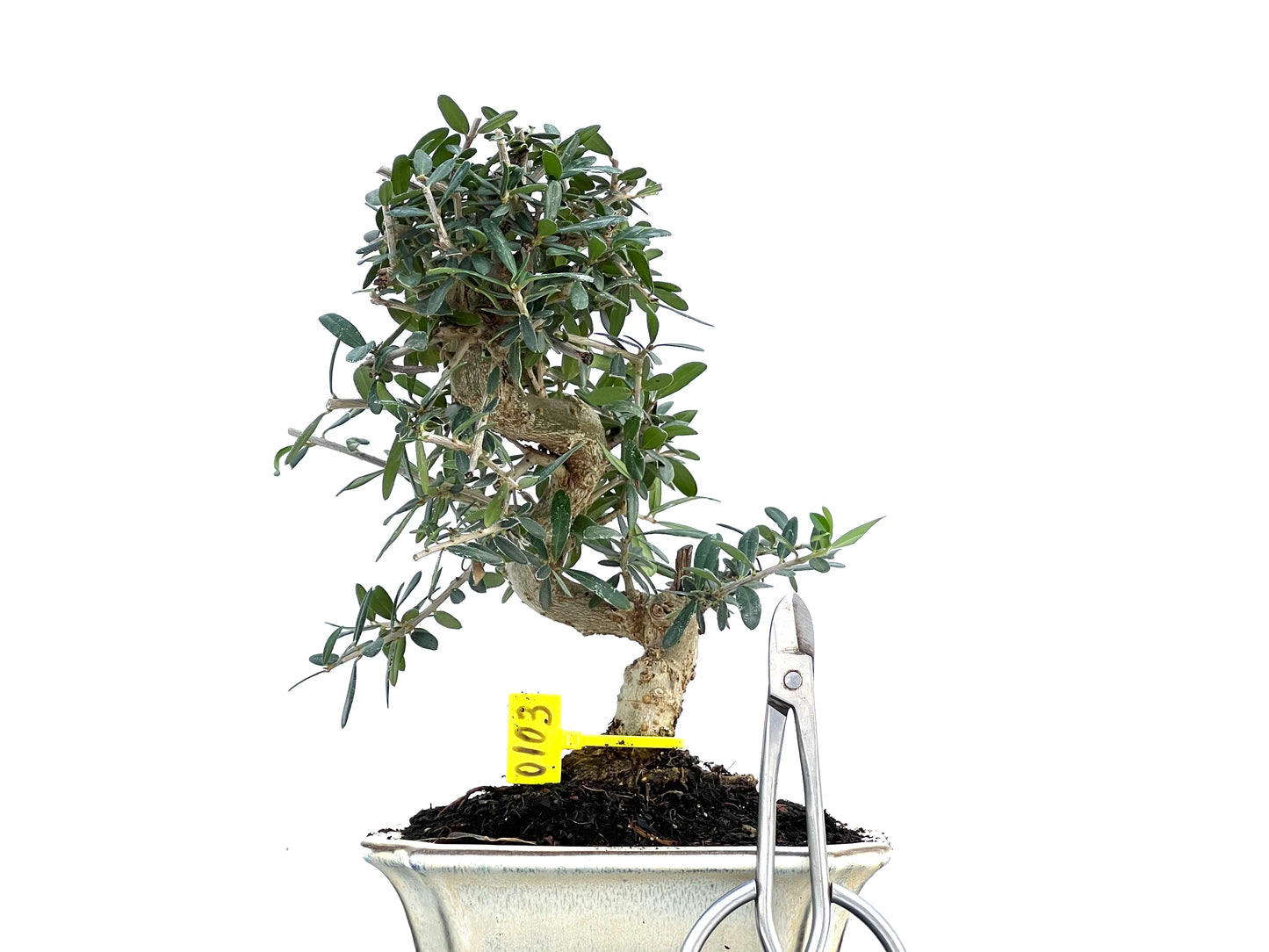 Olea Europaea Sylvestris 0103