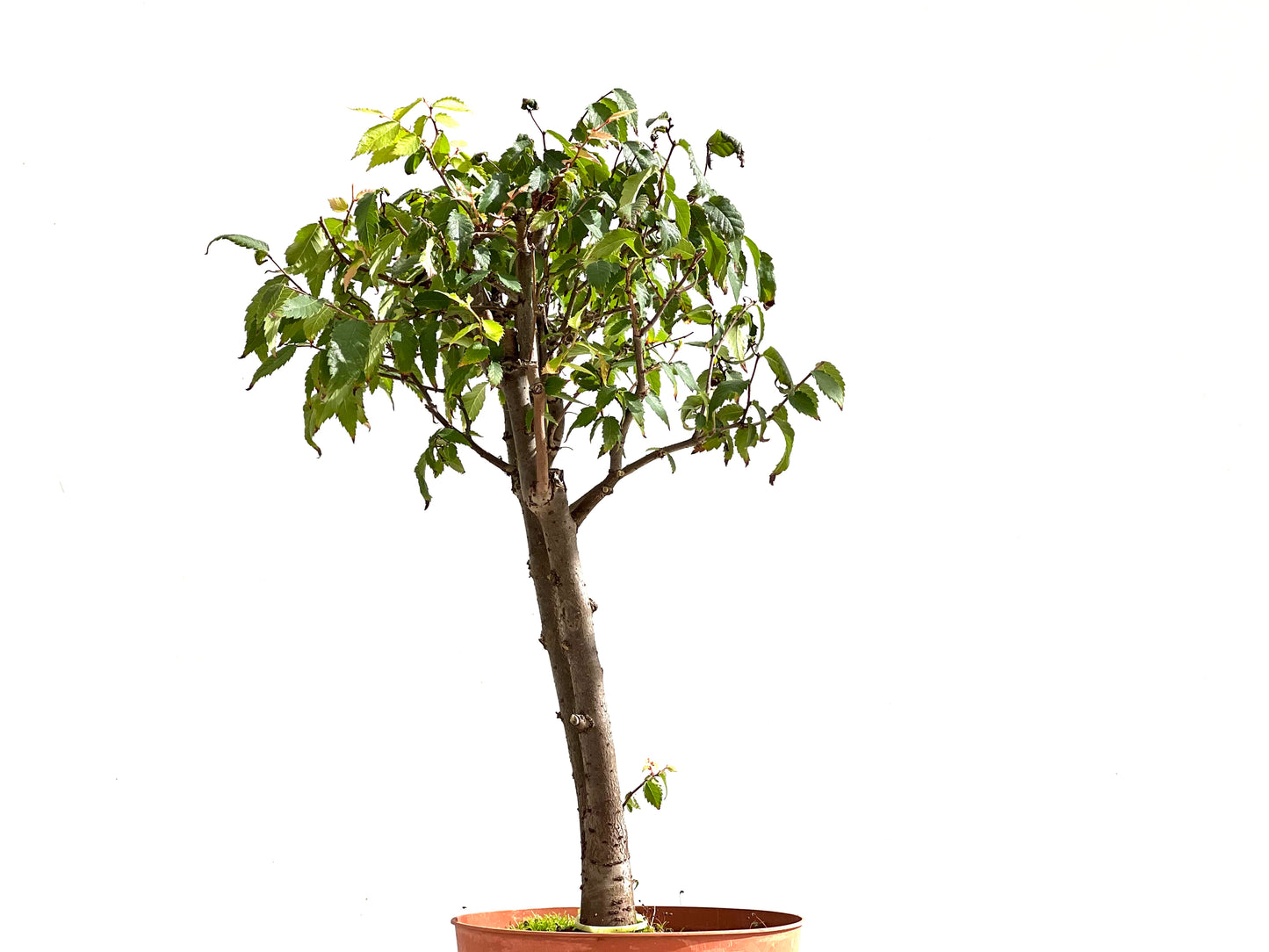 Zelkova Serrata 2492