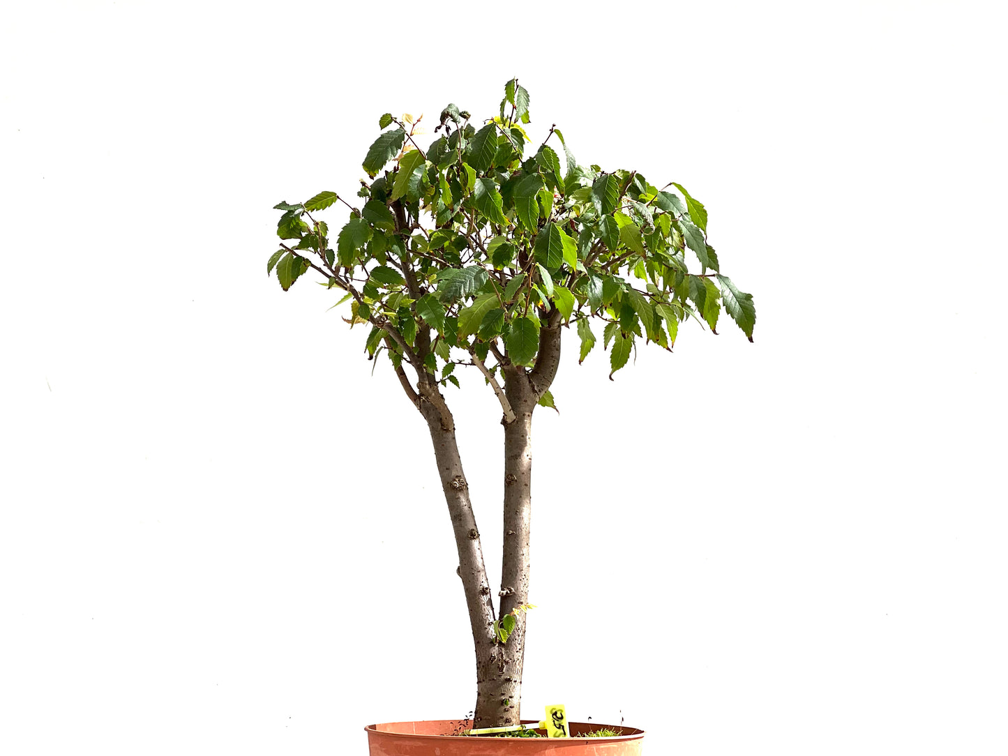 Zelkova Serrata 2492