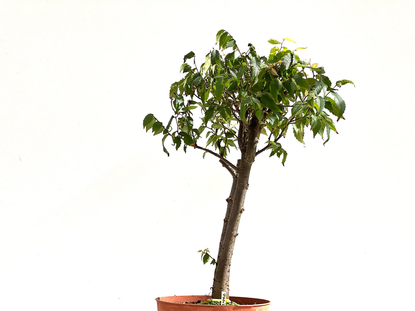 Zelkova Serrata 2492