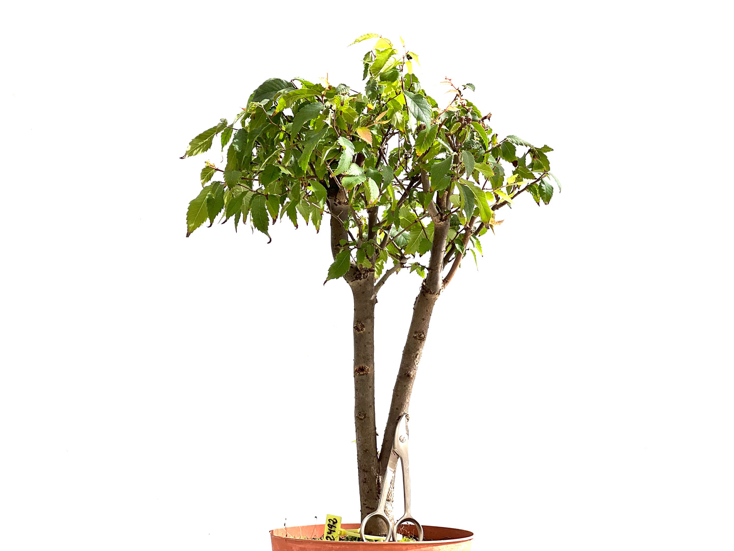 Zelkova Serrata 2492